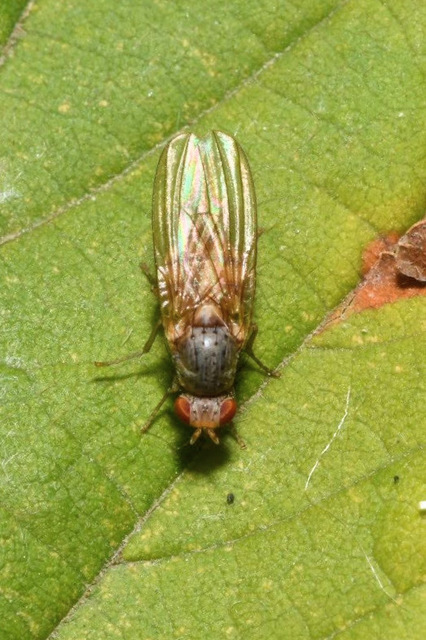 Minettia
