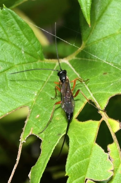 Lissonota