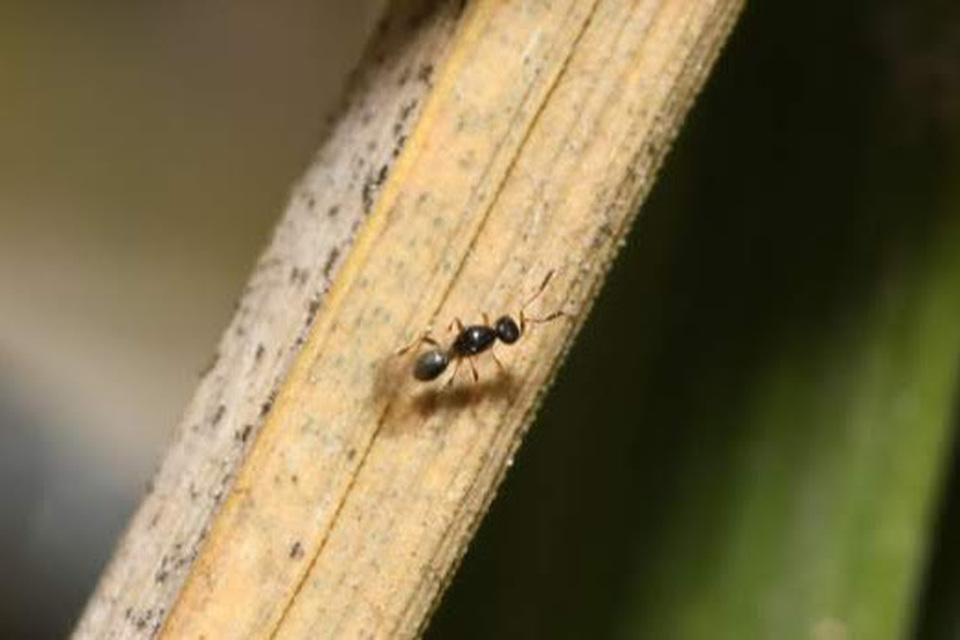 Platygastridae - gubacslegyész törpefürkészek