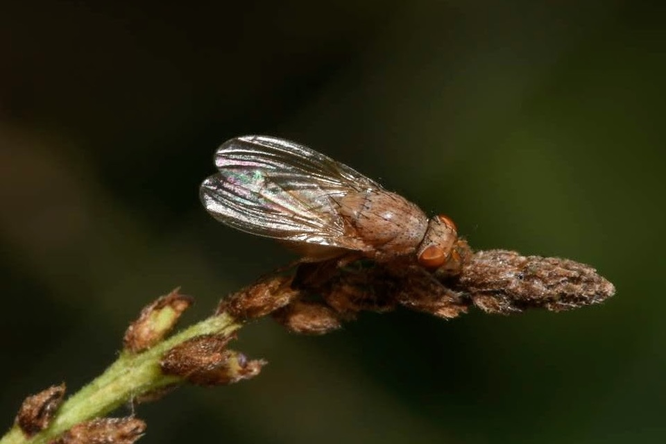 Minettia