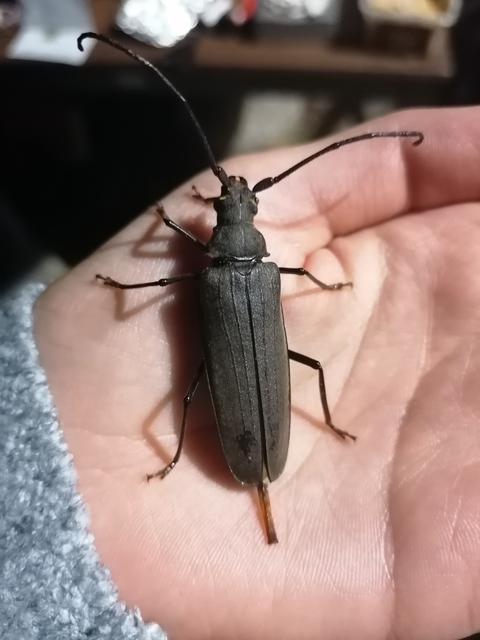 Aegosoma scabricorne - diófacincér