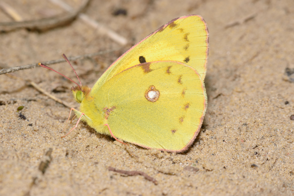 Colias erate - csángó-kéneslepke