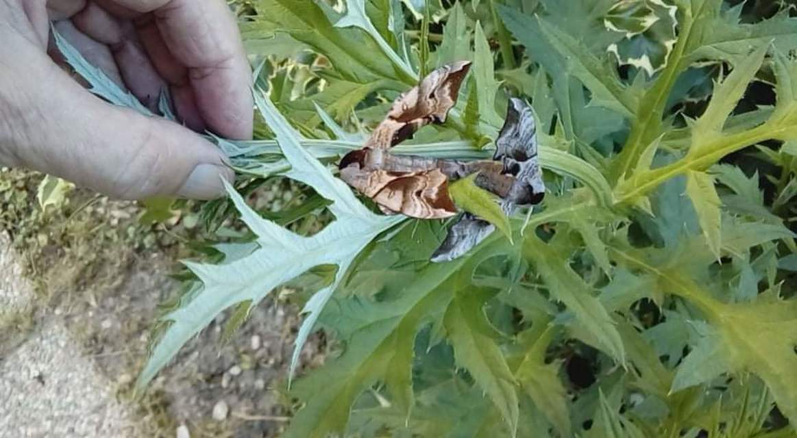 Smerinthus ocellatus - esti pávaszem