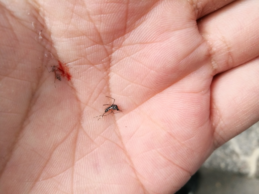 Culicidae - csípőszúnyogok