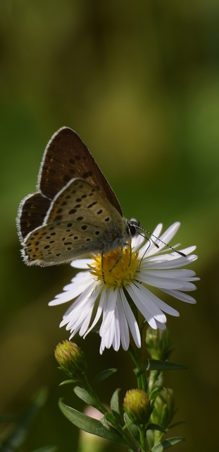 Lycaena tityrus - barna tűzlepke