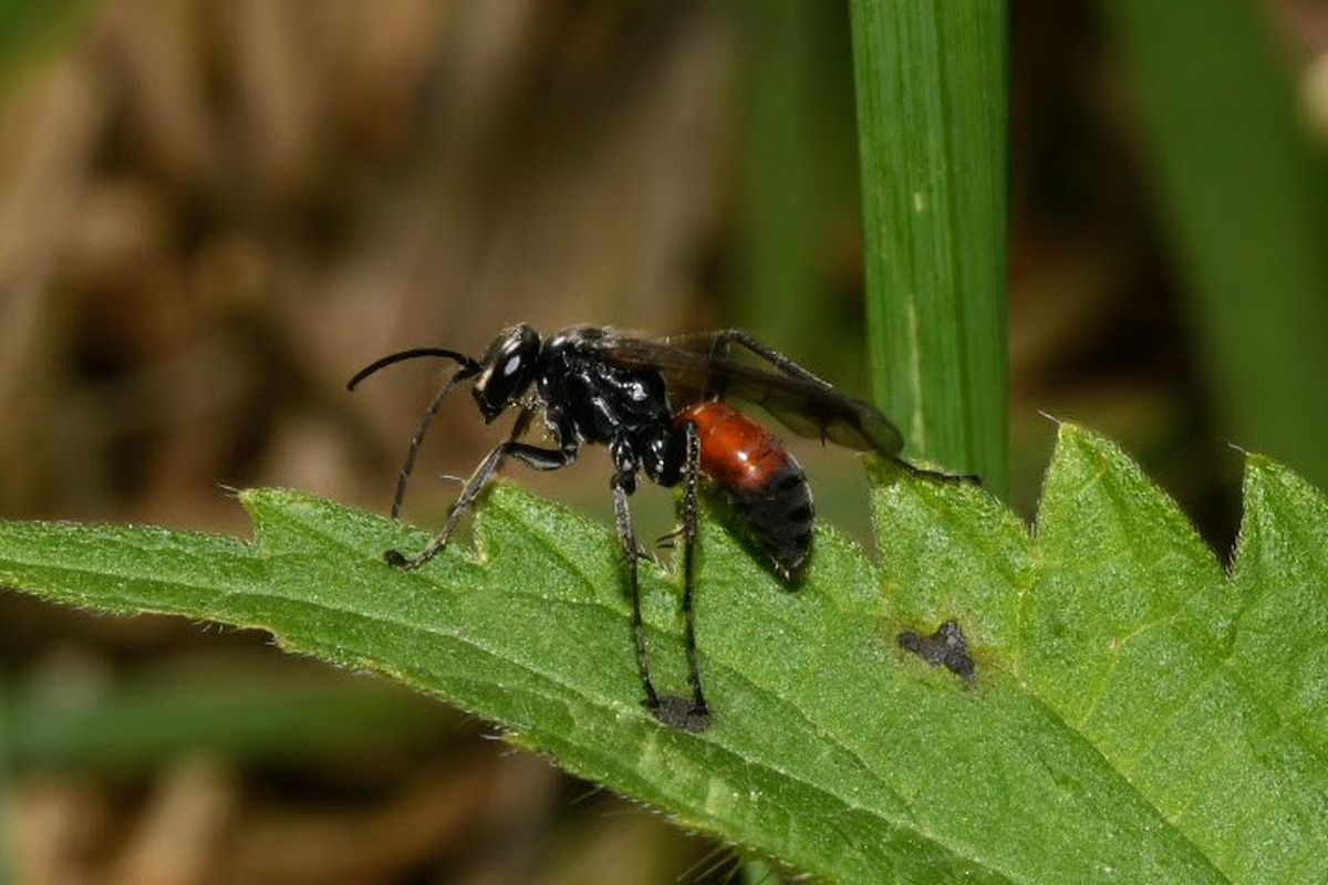 Caliadurgus fasciatellus