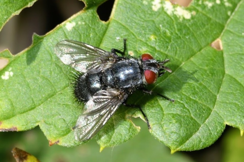 Epicampocera succincta