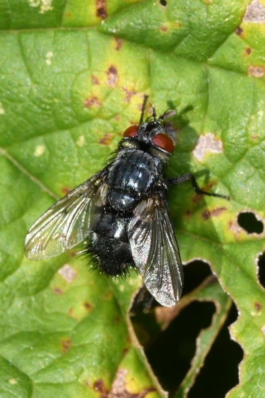Epicampocera succincta