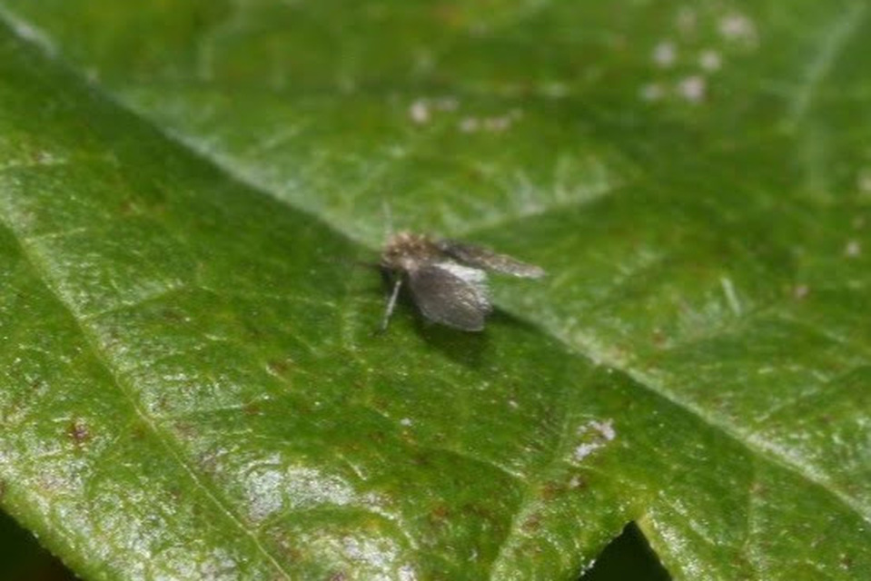 Psychodidae - lepkeszúnyogok