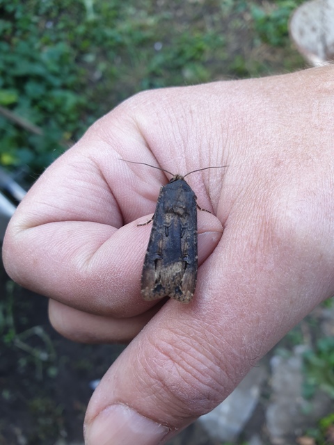 Agrotis ipsilon - nagy földibagoly