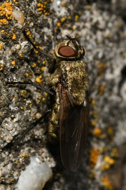 Pollenia