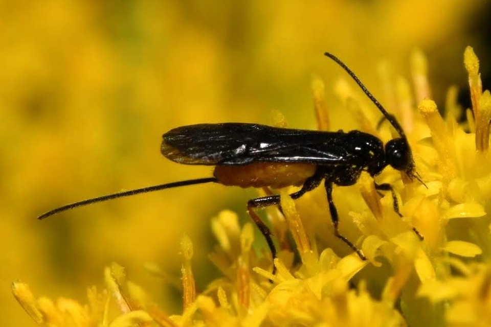 Braconidae - gyilkosfürkészek