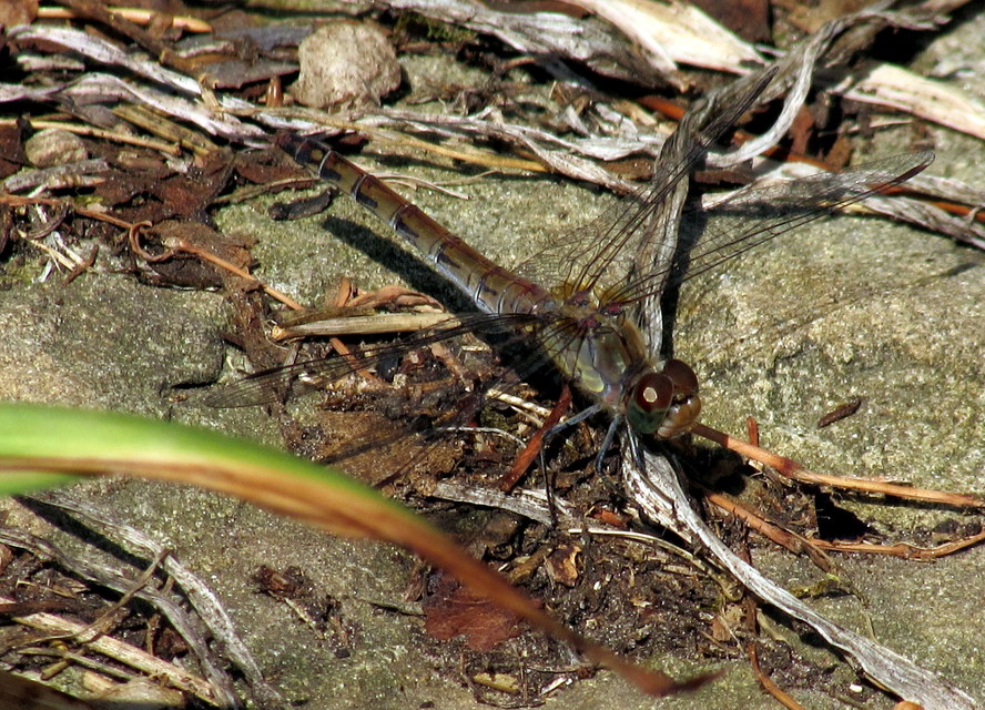 Sympetrum striolatum - harántsávos katona-szitakötő