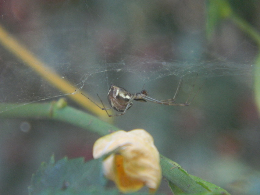 Linyphia triangularis - háromszöges vitorláspók