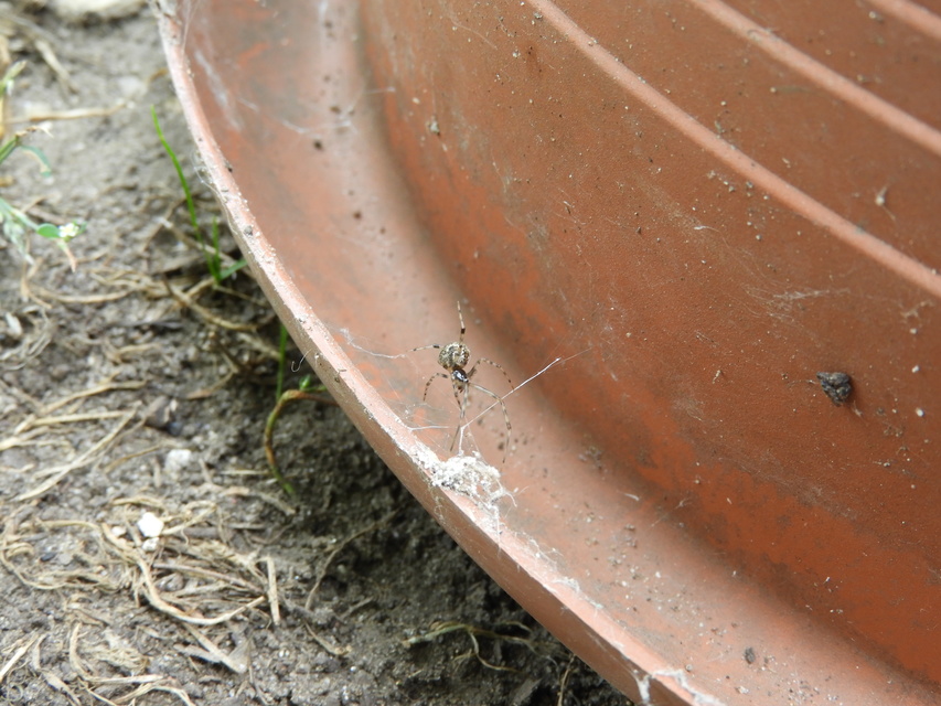 Parasteatoda tepidariorum - üvegházi törpepók