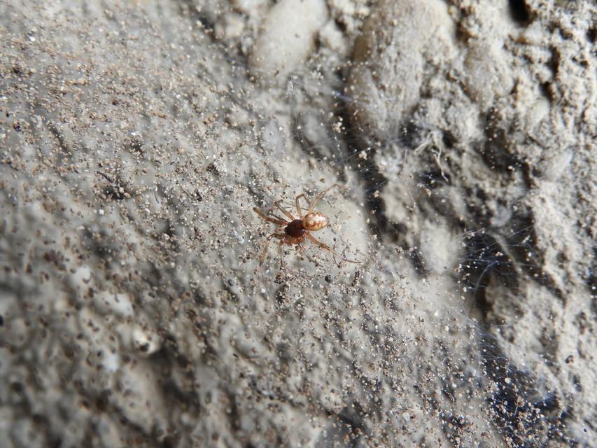 Steatoda triangulosa - háromszöges faggyúpók