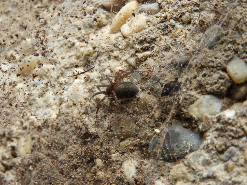 Amaurobius