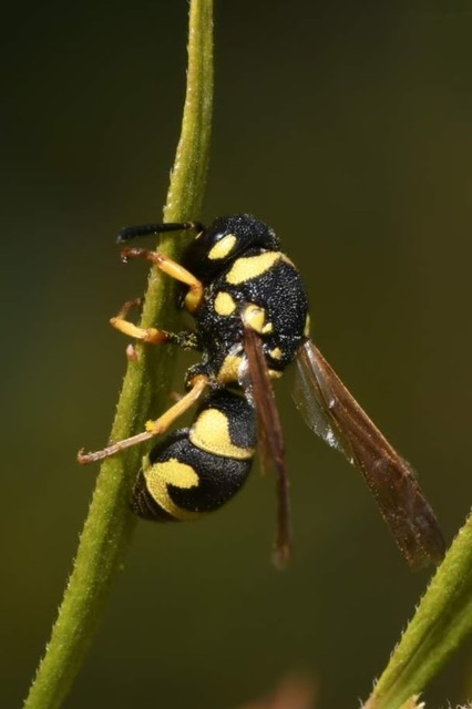 Parodontodynerus ephippium