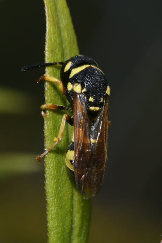 Parodontodynerus ephippium