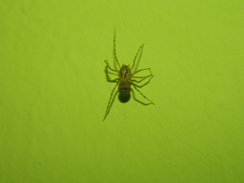 Scytodes thoracica - közönséges csupaszpók