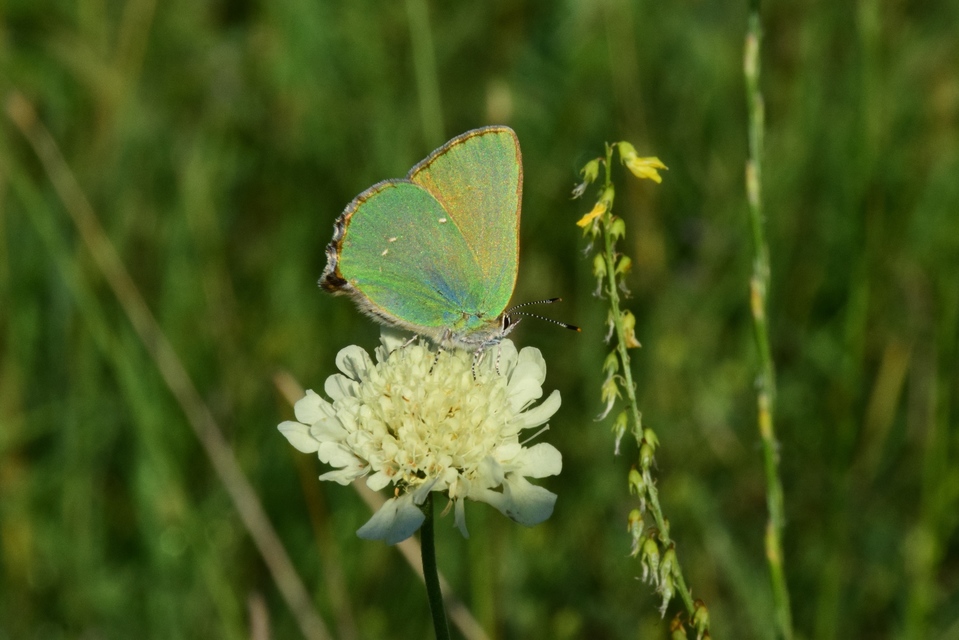 Callophrys rubi - zöldfonákú lepke