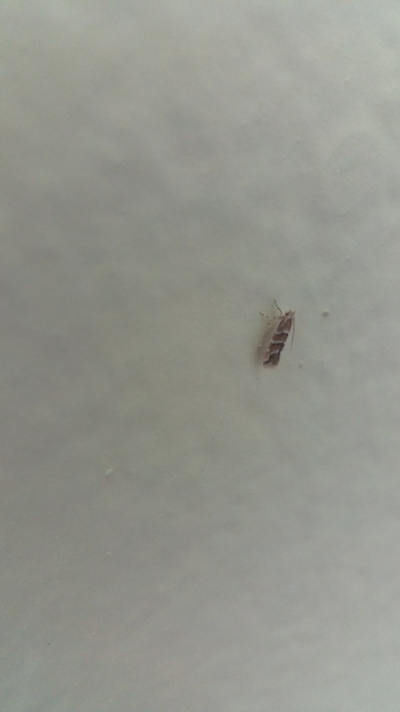 Cameraria ohridella - vadgesztenye-sátorosmoly