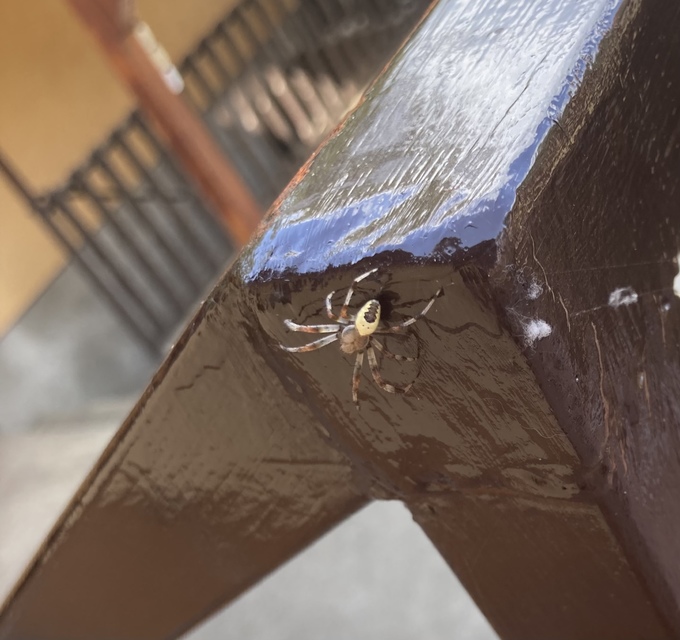 Araneus marmoreus - márványos keresztespók