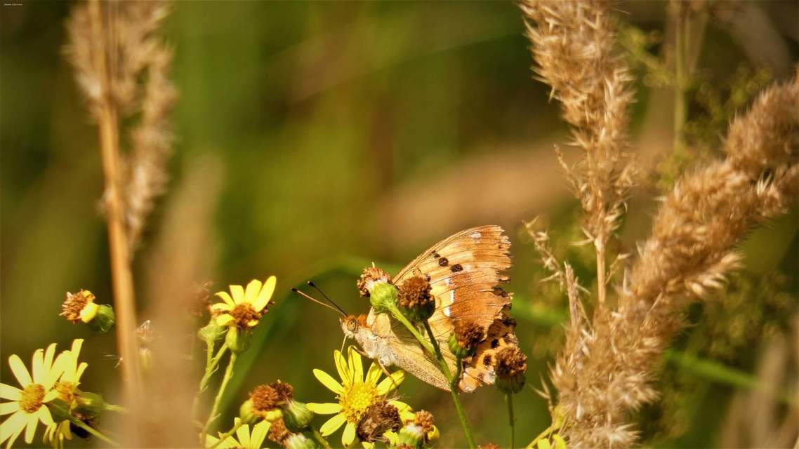 Argynnis laodice - keleti gyöngyházlepke