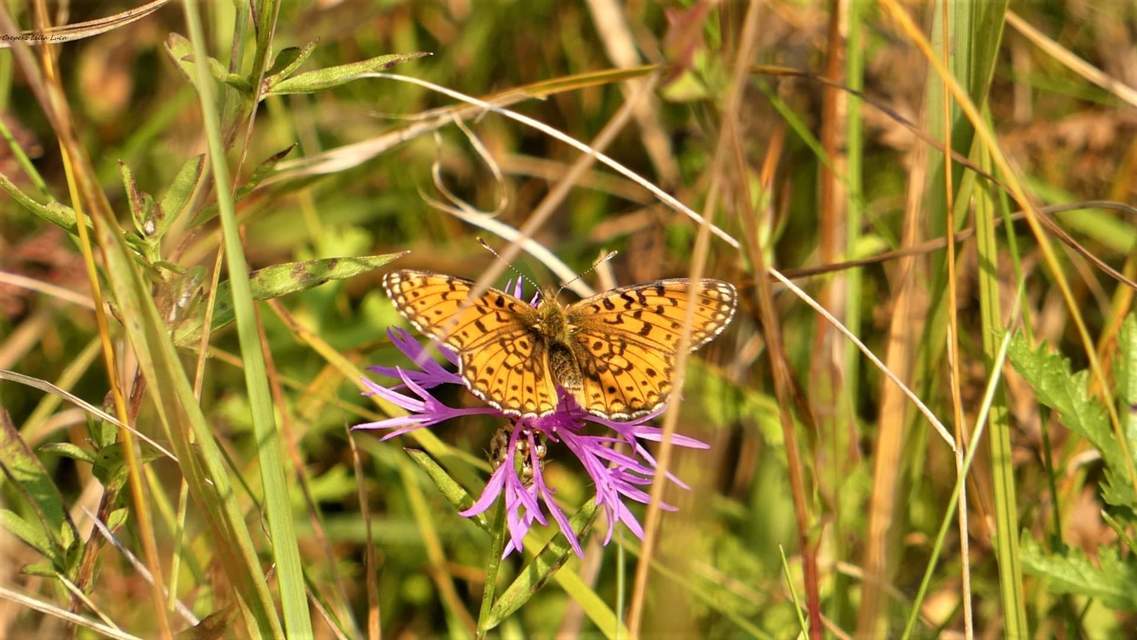 Boloria selene - fakó gyöngyházlepke