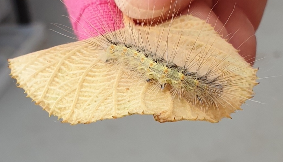 Hyphantria cunea - amerikai fehér medvelepke