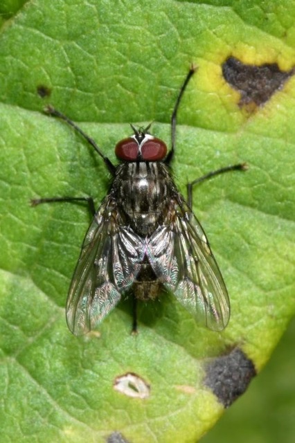 Helina evecta