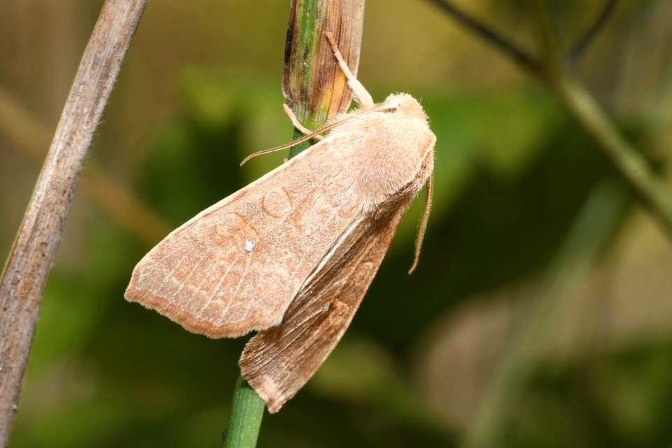 Cirrhia ocellaris - fakó sárgabagoly