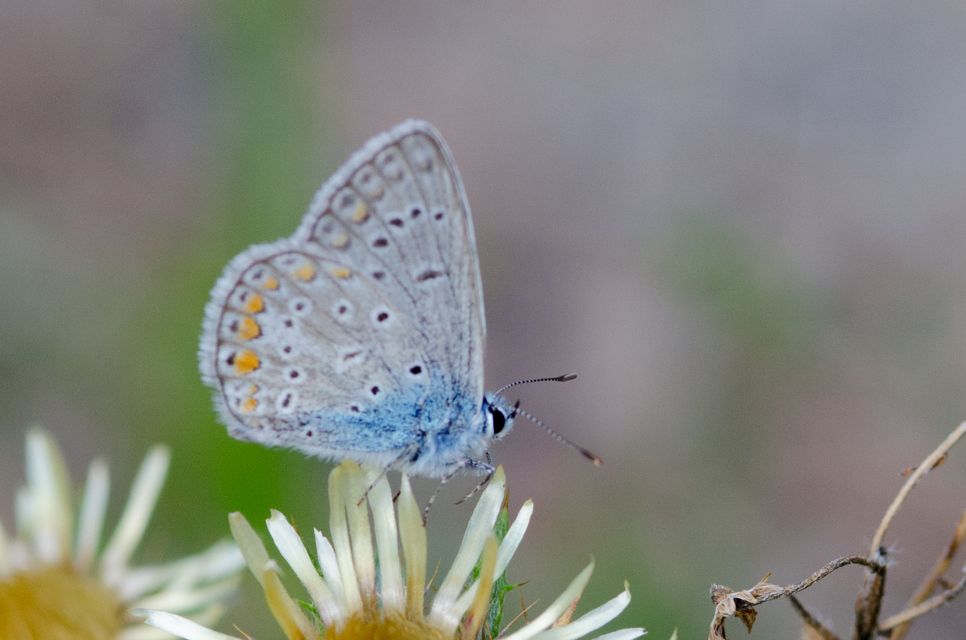 Polyommatus thersites - ibolyaszín boglárka