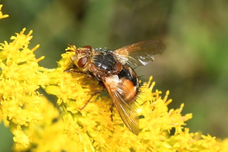 Tachina fera - közönséges fürkészlégy
