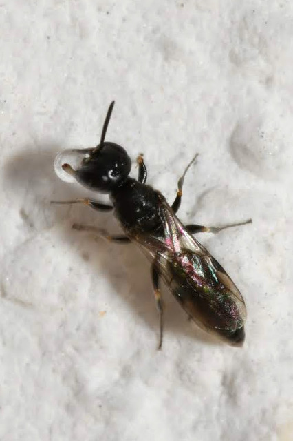 Passaloecus