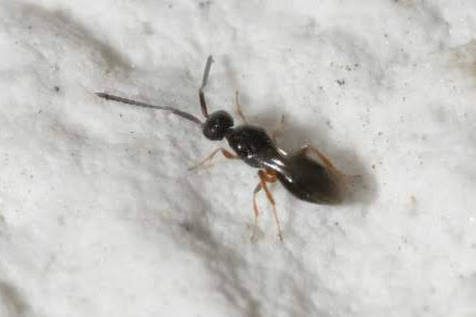 Conostigmus
