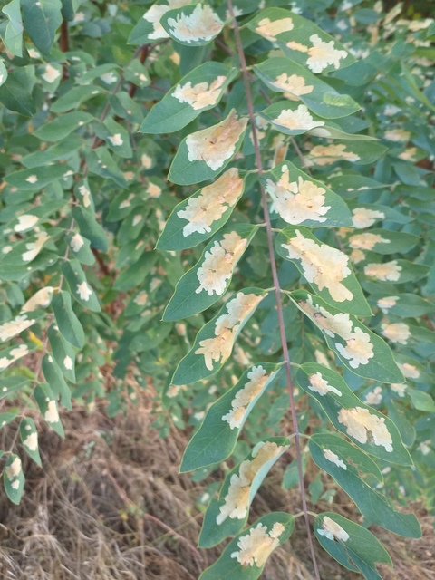 Parectopa robiniella - akáclevél-hólyagosmoly