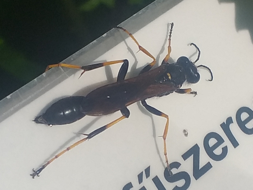 Sceliphron caementarium - feketenyelű lopódarázs