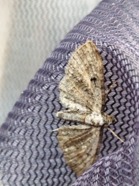 Eupithecia icterata - rozsdafoltos törpearaszoló