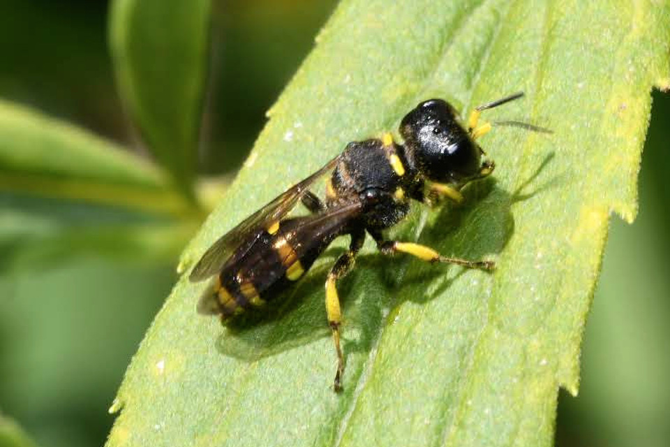 Ectemnius