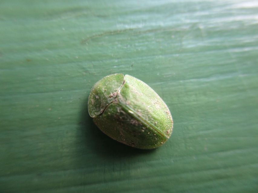 Cassida viridis - zöld pajzsbogár Cassida viridis - zöld pajzsbogár