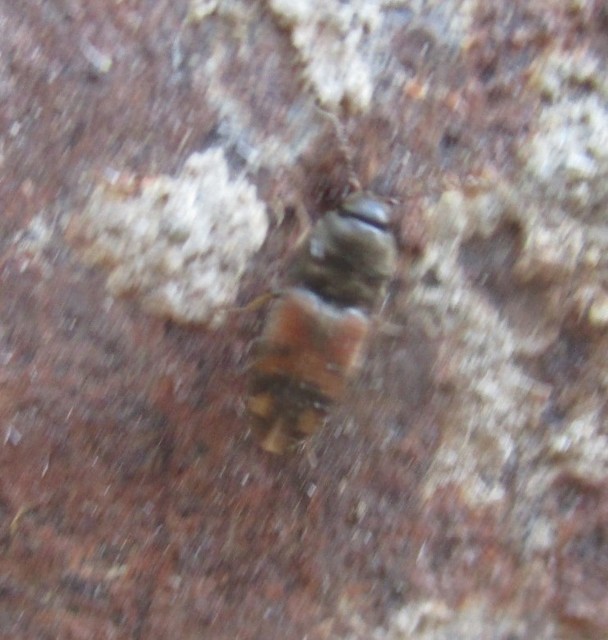 Drasterius bimaculatus - változékony pattanó