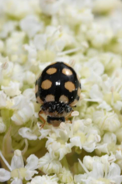 Coccinula quatuordecimpustulata - feketesárga katóka