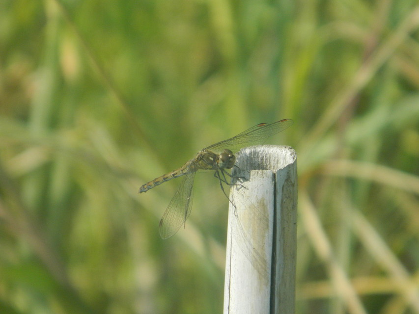 Sympetrum striolatum - harántsávos katona-szitakötő
