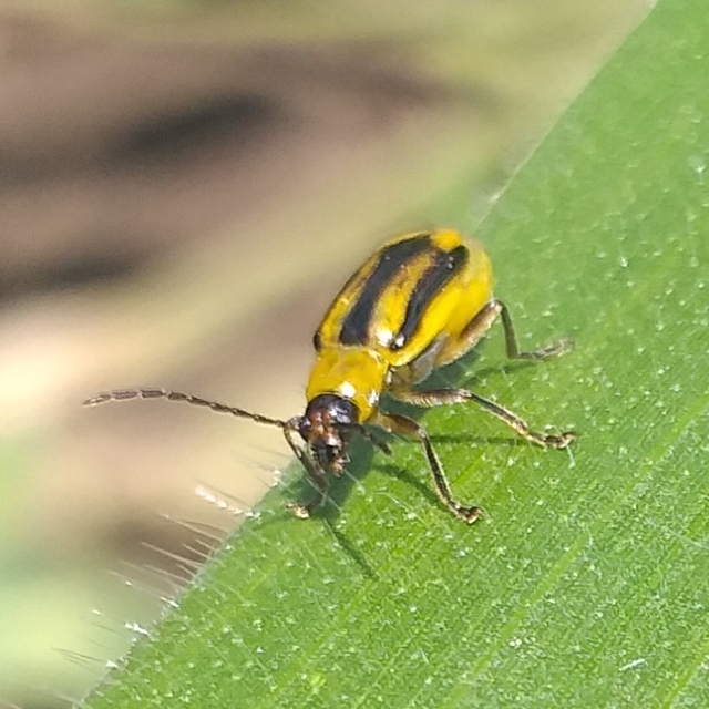 Diabrotica virgifera - amerikai kukoricabogár