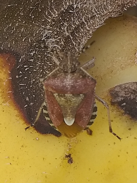 Dolycoris baccarum - közönséges bogyómászó-poloska