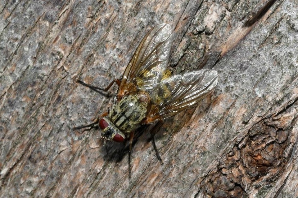 Phaonia valida