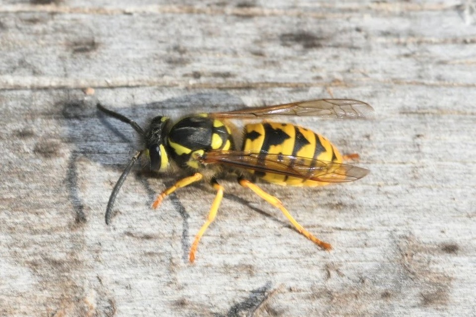 Vespula germanica - német darázs