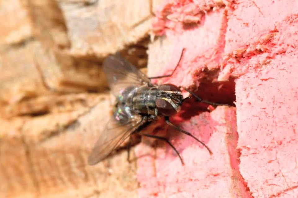Stomoxys calcitrans - szuronyos istállólégy