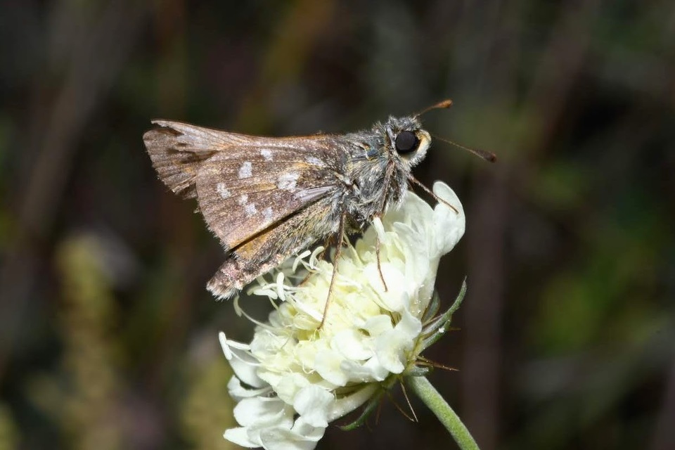 Hesperia comma - vesszős busalepke